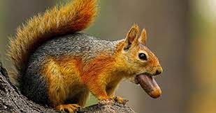 این داستان؛ سنجاب پررو!