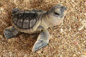 کاش میشد فهمید چرا لاکپشتا اینقدر با رنگ مشکی خصومت دارن!