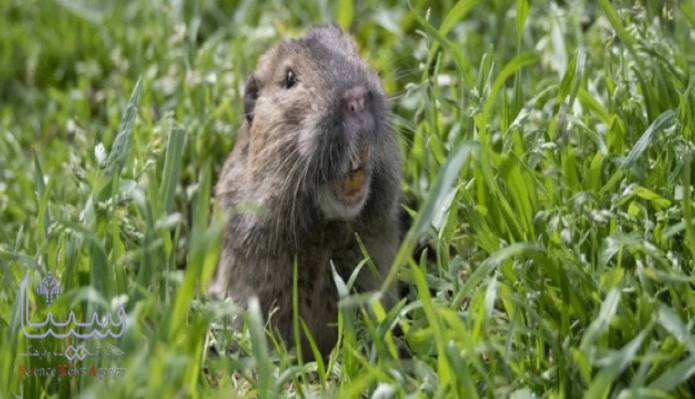 این جانور مانند انسان کشاورزی می کند