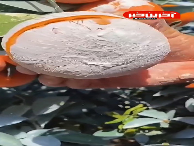 وقتی حرف از میوه آب دار میزنیم