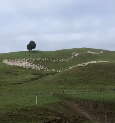 ویدئویی زیبا از چرای گوسفندان در مراتع