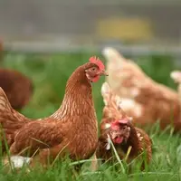 خنثی کردن کروناویروس با کمک مرغ‌ها!