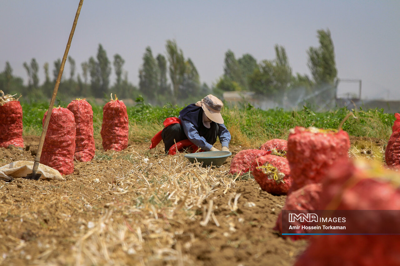 عکس/ برداشت سیر از مزارع همدان