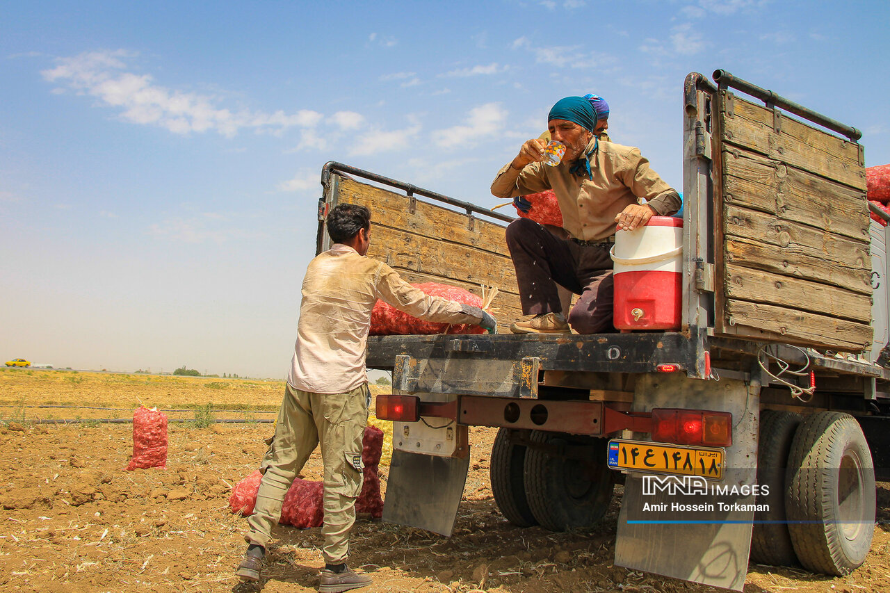 عکس/ برداشت سیر از مزارع همدان