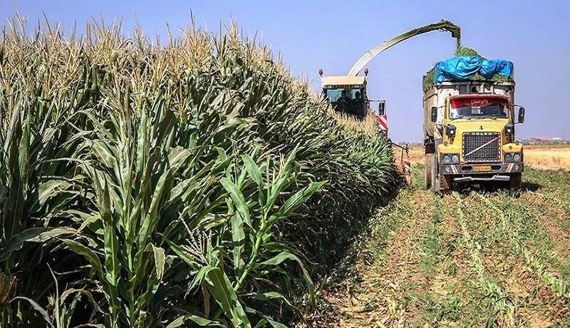 خودکفایی ایران در تولید ذرت علوفه‌ای
