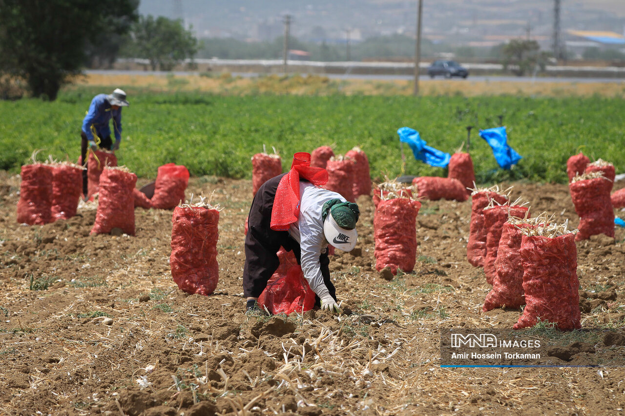 عکس/ برداشت سیر از مزارع همدان