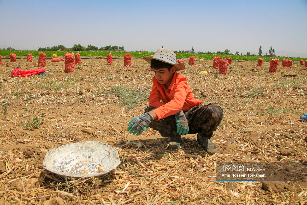 عکس/ برداشت سیر از مزارع همدان