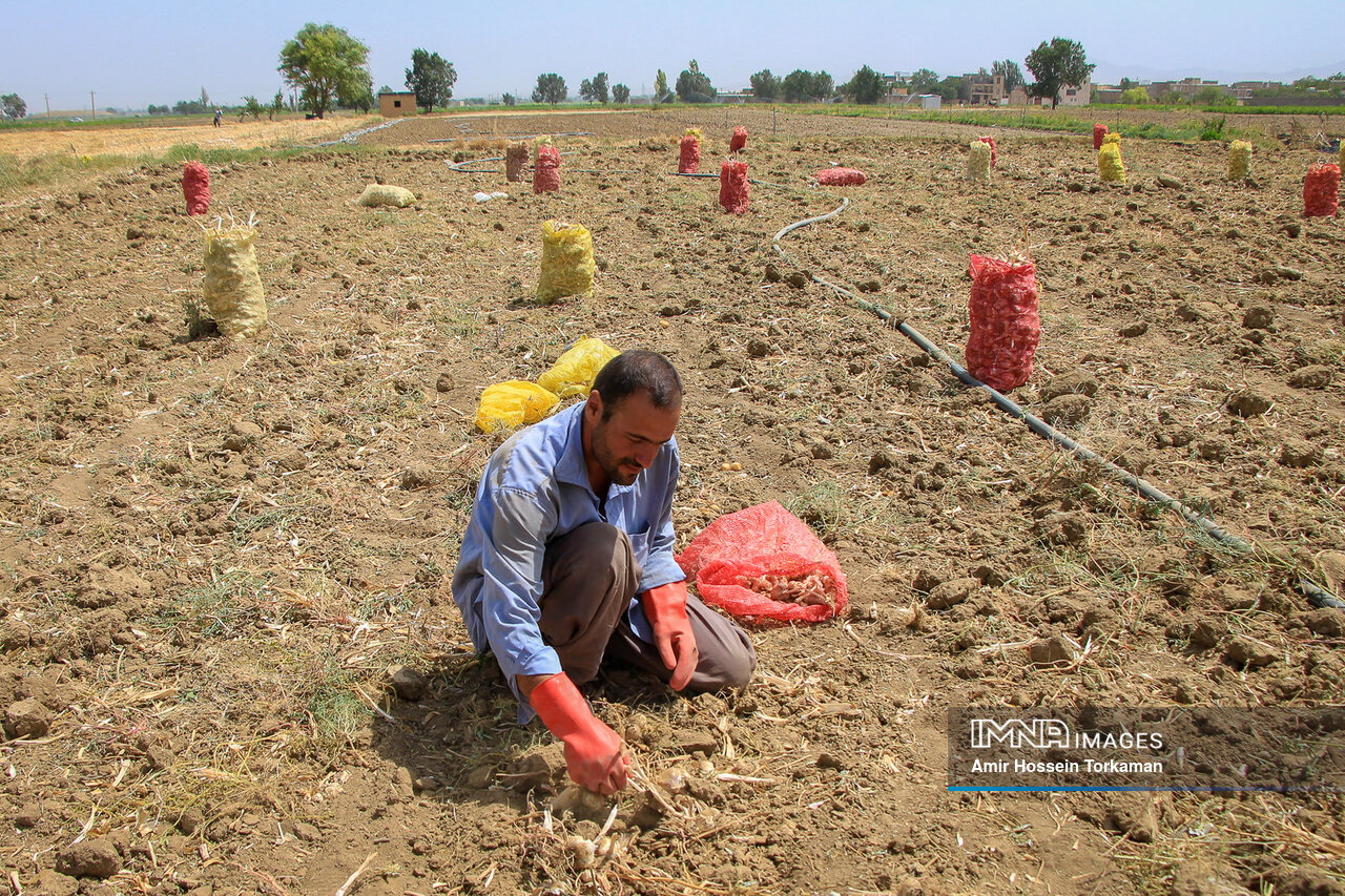 عکس/ برداشت سیر از مزارع همدان