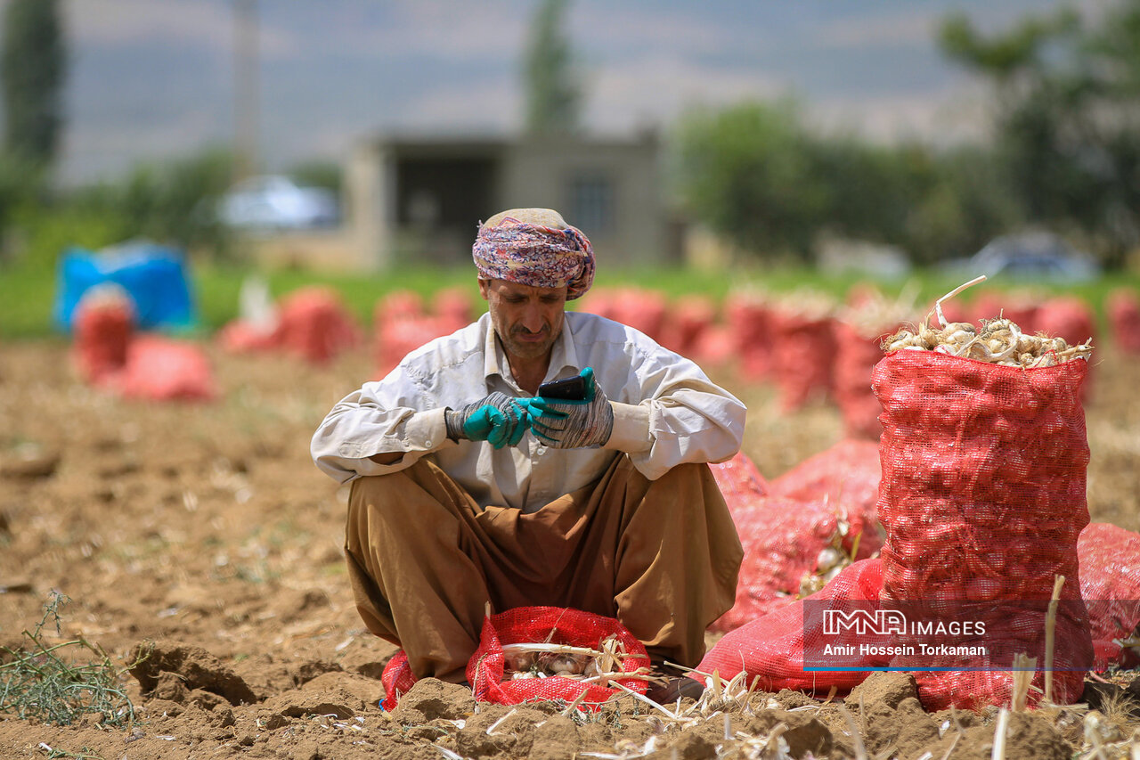 عکس/ برداشت سیر از مزارع همدان