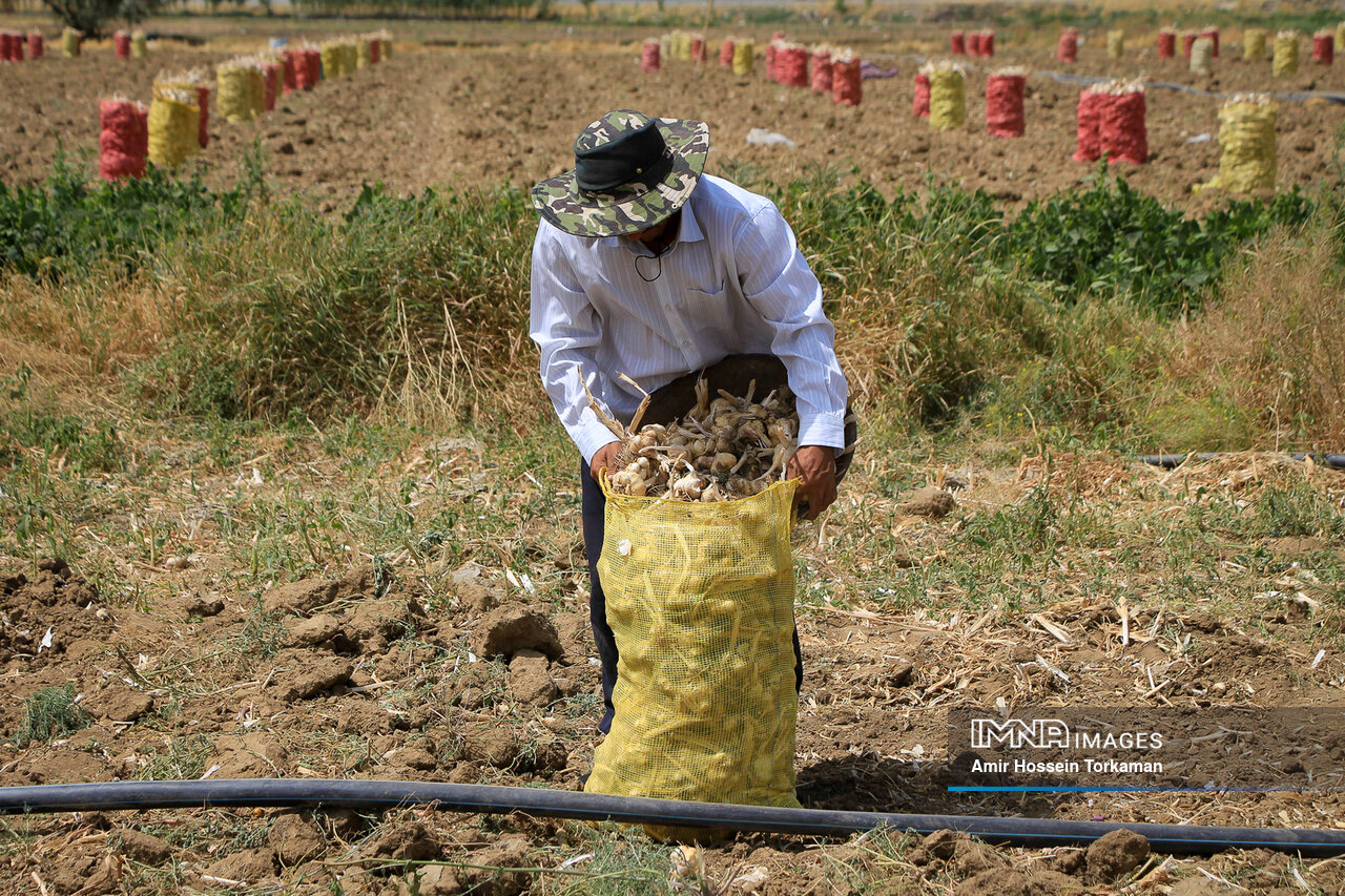 عکس/ برداشت سیر از مزارع همدان