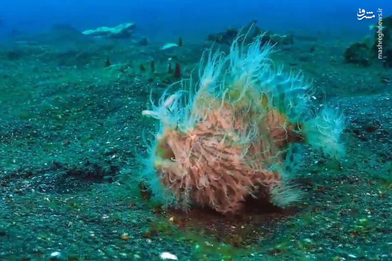 سریع‌ترین شکارچی دریا