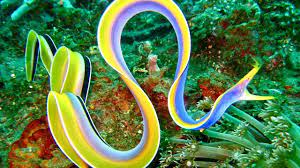 باغی از مار ماهی ها کف اقیانوس!