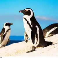 پنگوئن‌ها هم تقلید صدا می‌کنند