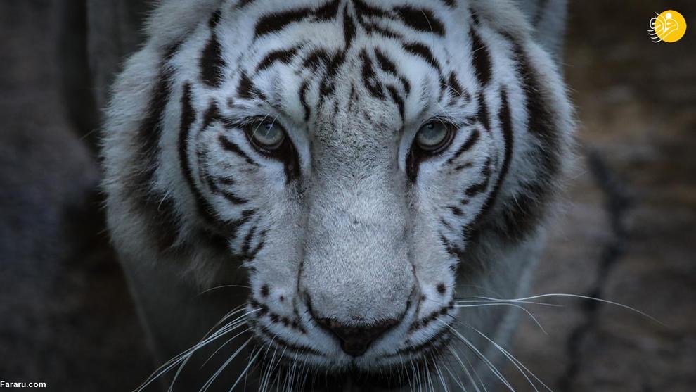 حیواناتی که از قاچاق نجات یافتند