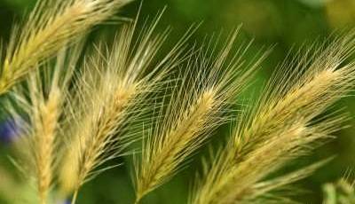 خودکفایی در کشت جو راهی برای رهایی از واردات نهاده های دامی