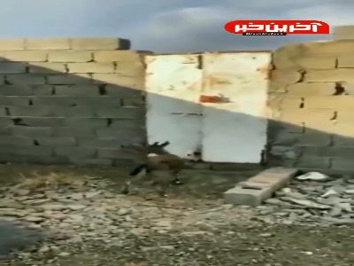 حرکتش خیلی قشنگ بود