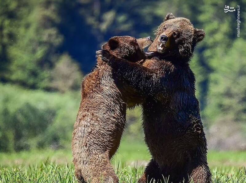 مبارزه دو خرس گریزلی