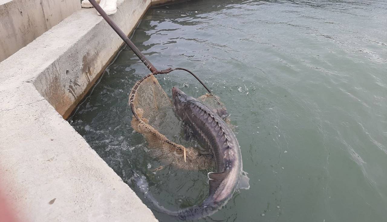 هدف‌گذاری برای تولید ۱۰۰ تن خاویار تا ۱۴۰۴  