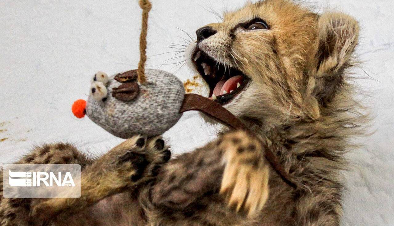 تصاویری از ۷۷ روزگی توله یوز ایران