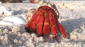 خرچنگ منزوی؛ گونه‌ای عجیب و اشغالگر