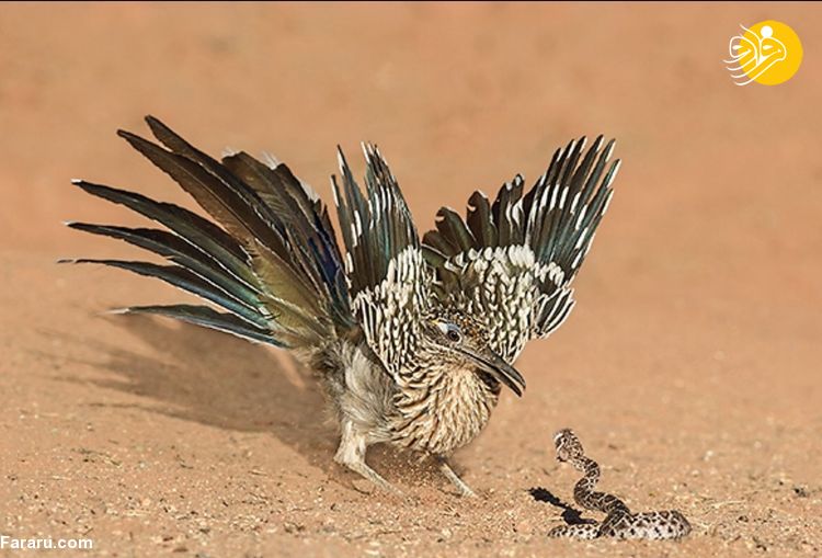 پرنده‌ای که مهارت خاصی در کشتن مارها دارد!