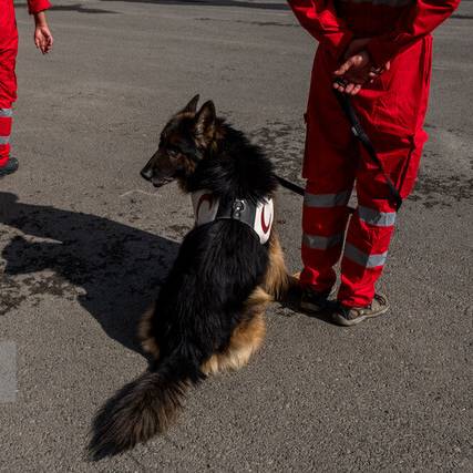 عمر مفید سگ‌های تجسس چقدر است؟