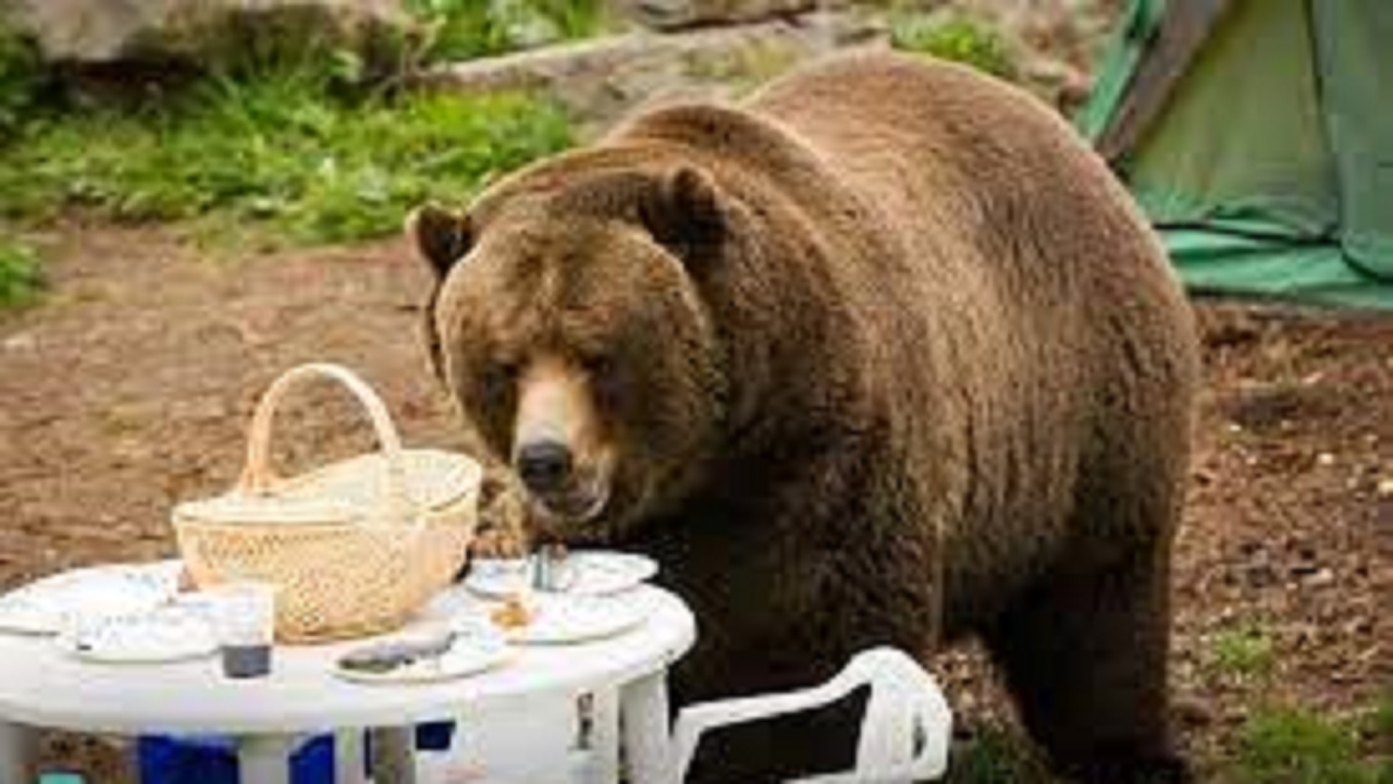 حمله خرس به غذای کوهنوردان مشکین شهری