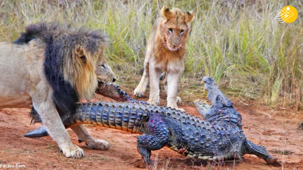 حمله باور نکردنی گله شیرها به یک تمساح!