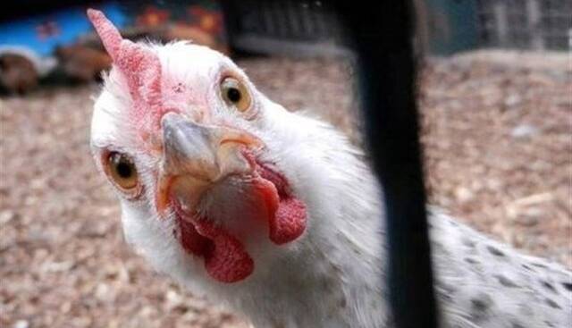مرغ ۳۵ هزار تومانی خریدار ندارد