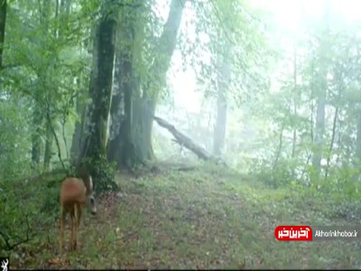 مشاهده گوزن مینیاتوری شوکا در جنگل های گیلان