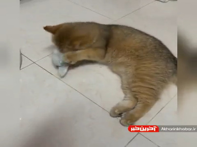 خودش رو کنترل میکنه که نخوردش