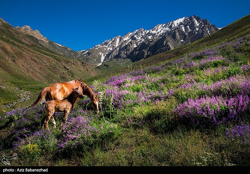 عکس/ کوه پایه اشترانکوه در روستای "کمندان" لرستان