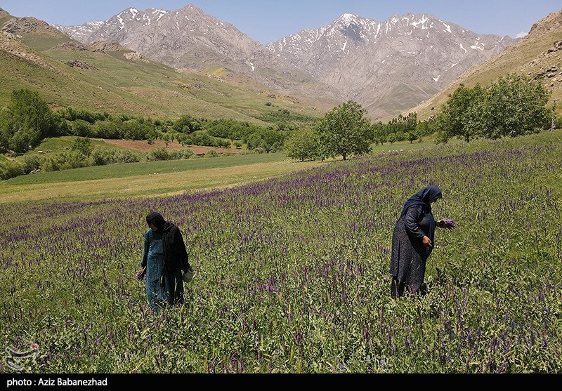 عکس/ کوه پایه اشترانکوه در روستای "کمندان" لرستان