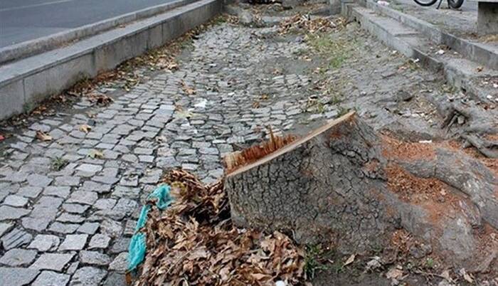 مجازات قاتلان چنارهای ۹۰ ساله خیابان ولیعصر چیست؟