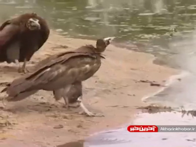 لحظه حمله تمساح به کرکس