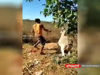 میازار الاغی را که بارکش است، وگرنه…