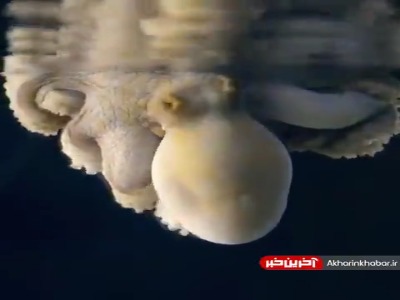 تغییر رنگ اختاپوس به هنگام خواب دیدن