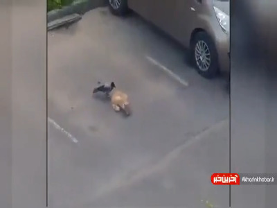 چقدر یه موجود میتونه زرنگ باشه!