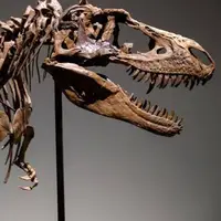 حراج فسیل ۷۶ میلیون ساله یک دایناسور!