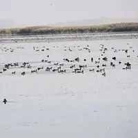میزبانی تالاب «کانی‌برازان» مهاباد از پرندگان مهاجر