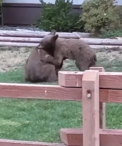 کشتی گرفتن دو توله خرس تحت نظارت مادرشان!