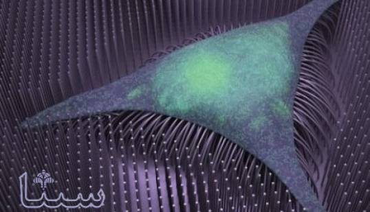 نانوسیم ها انتقال سلول های بنیادی به استخوان را تسریع می کنند