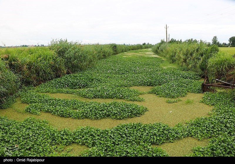 عکس/ رودخانه چمخاله لنگرود در محاصره خطرناکترین‌ گیاه مهاجم آبزی  