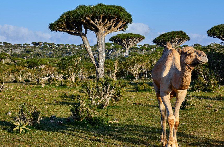 جزیره سقطری در یمن 