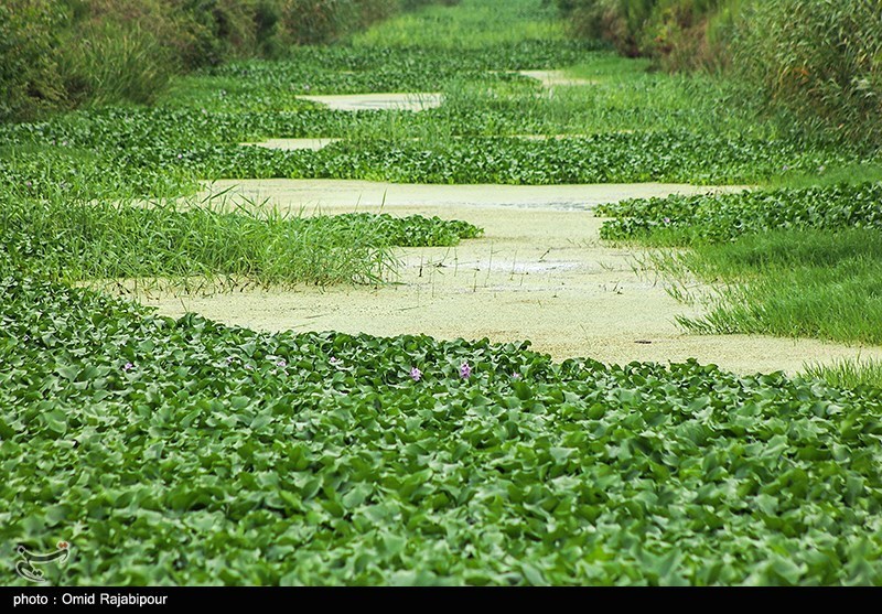 عکس/ رودخانه چمخاله لنگرود در محاصره خطرناکترین‌ گیاه مهاجم آبزی  