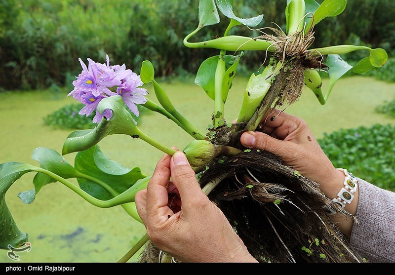 عکس/ رودخانه چمخاله لنگرود در محاصره خطرناکترین‌ گیاه مهاجم آبزی  