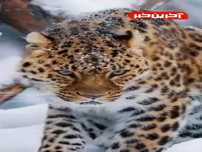 ابهت پلنگ در برف