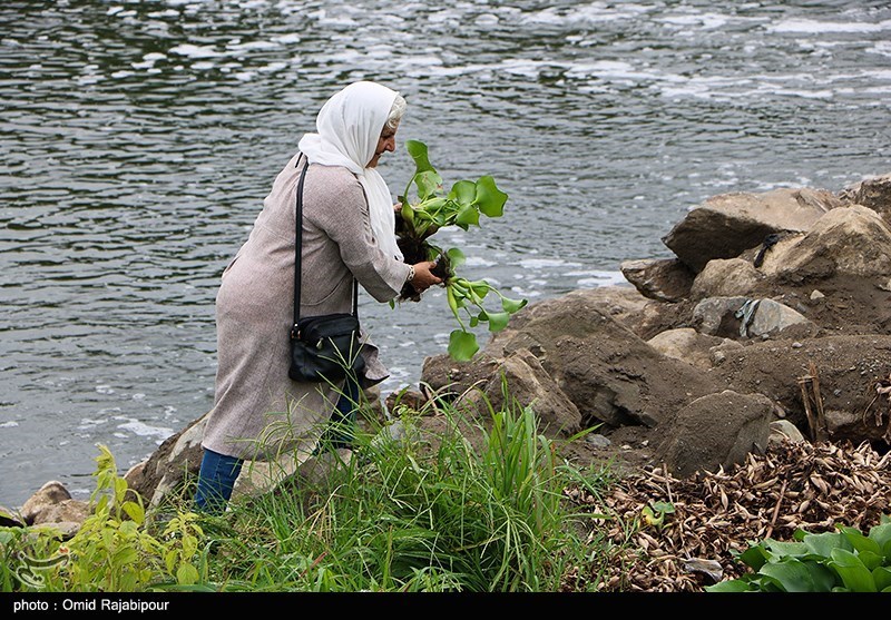 عکس/ رودخانه چمخاله لنگرود در محاصره خطرناکترین‌ گیاه مهاجم آبزی  