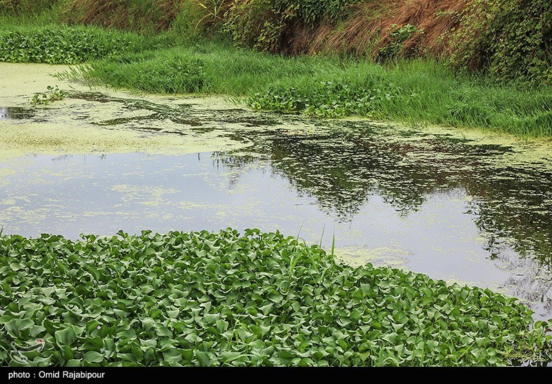 عکس/ رودخانه چمخاله لنگرود در محاصره خطرناکترین‌ گیاه مهاجم آبزی  