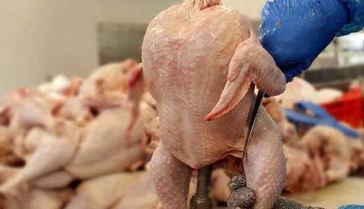 قیمت واقعی مرغ اعلام شد